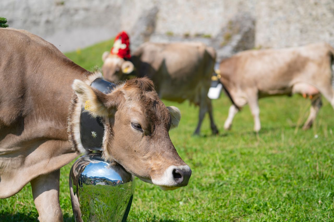 Brown Swiss cows relaxing on grass with traditional bells. Sunlit rural scene captures pastoral charm.